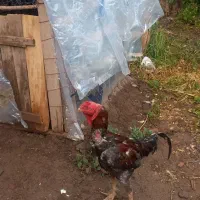 خروس لاری اصل