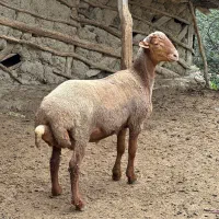 بره قوچ
