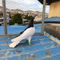 چپ سیاه ماده