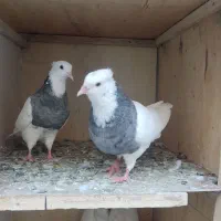 کبوتر