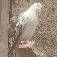 کفتر|پرنده|فشاپویه, |دیوار