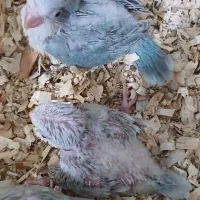 جوجه راهب|پرنده|کاشان, دانش|دیوار