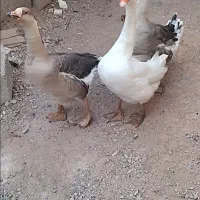 قوغاز و خروس کوشین