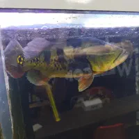 ماهی گوشتخوار( پیکاک ردتیل نایف)