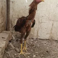 خروس لاری و مرغ ۴ماه