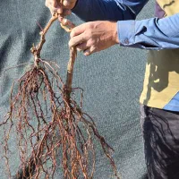 نهال انگور ۲ ساله