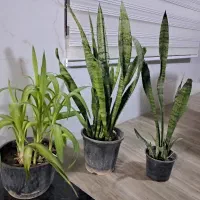گل طبیعی هر ۳ گل  ۱ میلیون تکی هم میدم