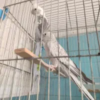 عروس هلندی ایزابل و دوکت