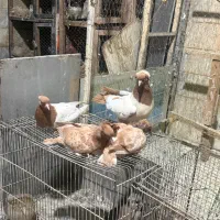 تعدادی کفتر پرشی و تزئینی