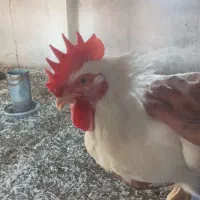 خروس سفید