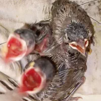سلام  معاوضه با  جوجه کتوله یا جوجه عروس دارم