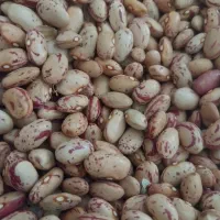 لوبیا چیتی امساله درجه عمده