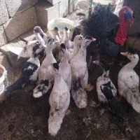 فروش اردک اسرائیلی