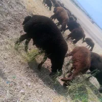 قوچ افشاری.وبره ماده شیری