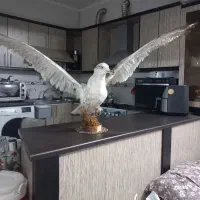 پرنده خوشک شده