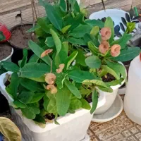مرجان خارجی بزرگ برگ درشت