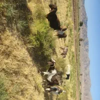 بز دورگ