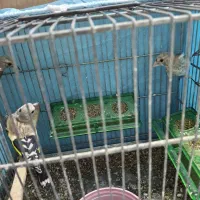 جوجه سهره کال نوک بادمجونی