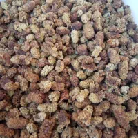 توت خشک تمیز مناسب خوردن و حبه