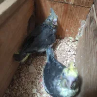 جوجه عروس هلندی 35 روزه
