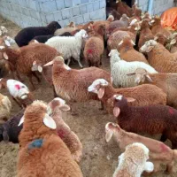 سراسرتهران‌نژادمغان‌افشار باقصاب گوسفند زنده