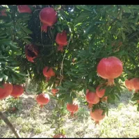 سم پاشی باغ منطقه سیاخ دارنگون وکهمره سرخی