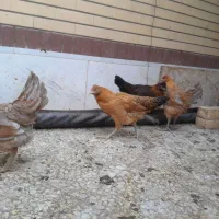 مرغ و خروس