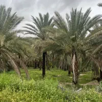 سفر