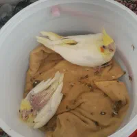 جوجه عروس سرلاکی