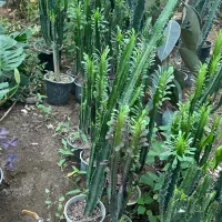 حراج گیاهان آپارتمانی