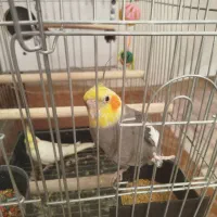 عروس هلندی