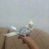 عروس هلندی نر سخنگو