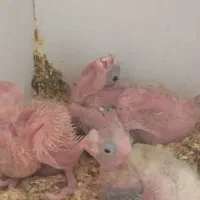 یک جفت عروس هلندی و سه جوجه