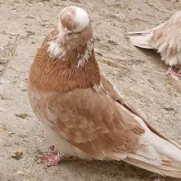 کبوتر نوک قنار