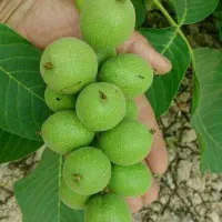 فروش  انواع نهال گردو گلدانی