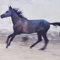 اسب مادیان فروشی