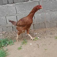 ۳ تا مرغ لاری درجه یک خاص ب فروش می‌رسد