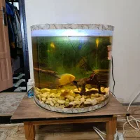 اکواریوم ماهی