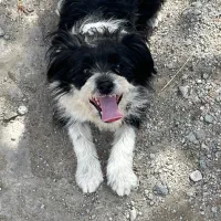 واگذاری سگ شیتزو