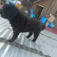 پودل پرتغالی