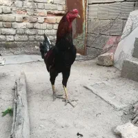 خروس دورگ جوان سرحال