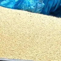 گندم دیم چاق چله