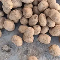 ۳تن بذر سیب زمینی کنستانس