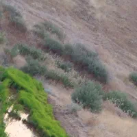 تولکی