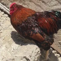 خروس ویاندوت