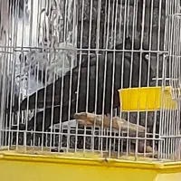 کبوتر زاغ گمشده زیراب سرخکلا مژدگانی دارد