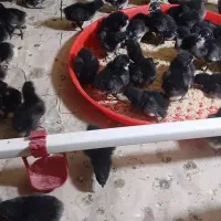 جوجه نیمچه بلک استار مرغ خروس سیاه