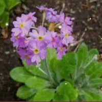 توتیای سرمه چشم