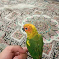 طوطی خورشیدی