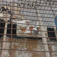 پرنده یک جفت فنچ